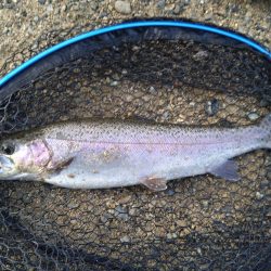 クランクベイトに好反応